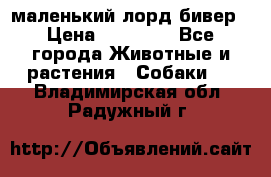 маленький лорд бивер › Цена ­ 10 000 - Все города Животные и растения » Собаки   . Владимирская обл.,Радужный г.